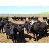 Image 3 : O.B. Holdings - 960# Heifers - 320 Head (Marwayne, AB)