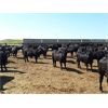 Image 4 : O.B. Holdings - 960# Heifers - 320 Head (Marwayne, AB)