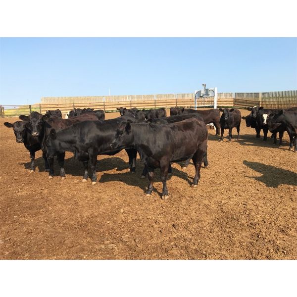O.B. Holdings - 830# Heifers - 314 Head (Marwayne, AB)