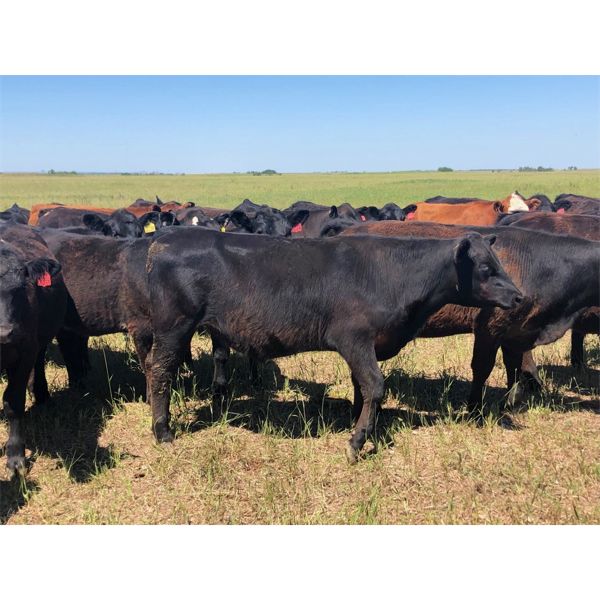 VR Livestock - 720# Heifers - 67 Head (Tessier, SK)