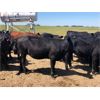 Image 2 : VR Livestock - 720# Heifers - 67 Head (Tessier, SK)