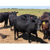 Image 3 : VR Livestock - 720# Heifers - 67 Head (Tessier, SK)