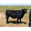 Image 4 : VR Livestock - 720# Heifers - 67 Head (Tessier, SK)