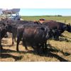 Image 5 : VR Livestock - 720# Heifers - 67 Head (Tessier, SK)