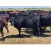 Image 6 : VR Livestock - 720# Heifers - 67 Head (Tessier, SK)