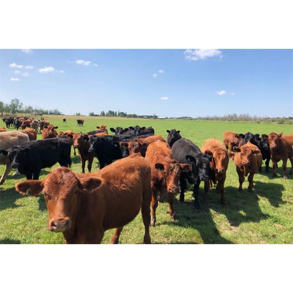 Klause Farms - 880# Steers - 72 Head (Onoway, AB)