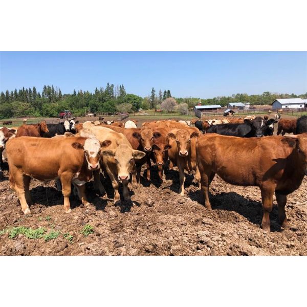 Larnie's Bar 3 Ranch - 870# Steers - 160 Head (Onoway, AB)