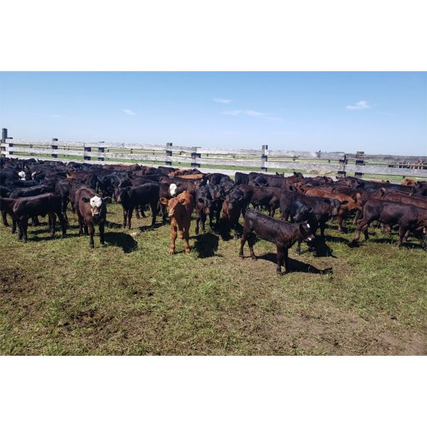 RV Farming - 80 Cow/Calf Pairs (Prud'Homme, SK)