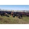 Image 1 : RV Farming - 80 Cow/Calf Pairs (Prud'Homme, SK)