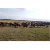 Image 2 : RV Farming - 80 Cow/Calf Pairs (Prud'Homme, SK)