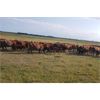 Image 3 : RV Farming - 80 Cow/Calf Pairs (Prud'Homme, SK)