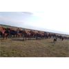 Image 4 : RV Farming - 80 Cow/Calf Pairs (Prud'Homme, SK)
