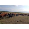 Image 5 : RV Farming - 80 Cow/Calf Pairs (Prud'Homme, SK)