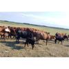 Image 6 : RV Farming - 80 Cow/Calf Pairs (Prud'Homme, SK)