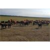 Image 7 : RV Farming - 80 Cow/Calf Pairs (Prud'Homme, SK)