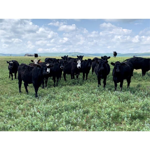 RJ Bart Stock Corp. - 840# Heifers - 210 Head (High River, AB)