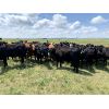 Image 3 : RJ Bart Stock Corp. - 840# Heifers - 210 Head (High River, AB)