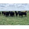 Image 5 : RJ Bart Stock Corp. - 840# Heifers - 210 Head (High River, AB)