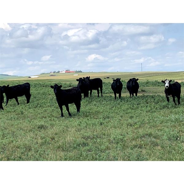 RJ Bart Stock Corp. - 700# Heifers - 65 Head (High River, AB)