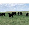 Image 1 : RJ Bart Stock Corp. - 700# Heifers - 65 Head (High River, AB)