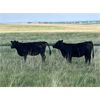 Image 5 : RJ Bart Stock Corp. - 700# Heifers - 65 Head (High River, AB)