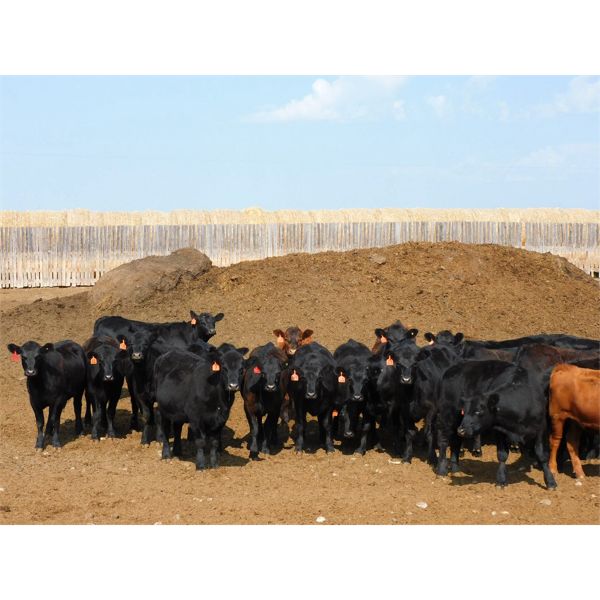 Jonathan Ewert - 675# Heifers - 90 Head (Carstairs, AB)