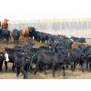 Image 6 : Jonathan Ewert - 675# Heifers - 90 Head (Carstairs, AB)