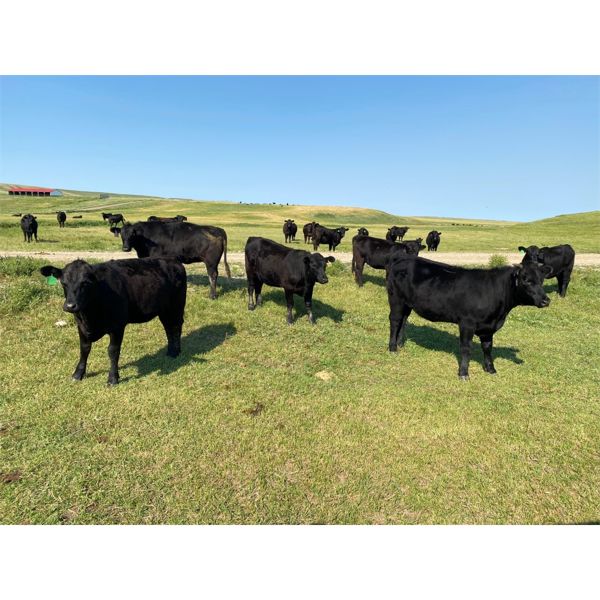 Deseret Ranches - 800# Heifers - 300 Head (Raymond, AB)