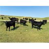 Image 1 : Deseret Ranches - 800# Heifers - 300 Head (Raymond, AB)
