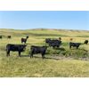 Image 2 : Deseret Ranches - 800# Heifers - 300 Head (Raymond, AB)