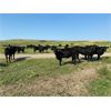 Image 3 : Deseret Ranches - 800# Heifers - 300 Head (Raymond, AB)