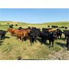 Image 4 : Deseret Ranches - 800# Heifers - 300 Head (Raymond, AB)