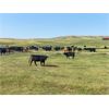 Image 5 : Deseret Ranches - 800# Heifers - 300 Head (Raymond, AB)