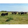 Image 6 : Deseret Ranches - 800# Heifers - 300 Head (Raymond, AB)