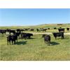 Image 7 : Deseret Ranches - 800# Heifers - 300 Head (Raymond, AB)