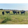 Image 8 : Deseret Ranches - 800# Heifers - 300 Head (Raymond, AB)