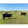 Image 9 : Deseret Ranches - 800# Heifers - 300 Head (Raymond, AB)