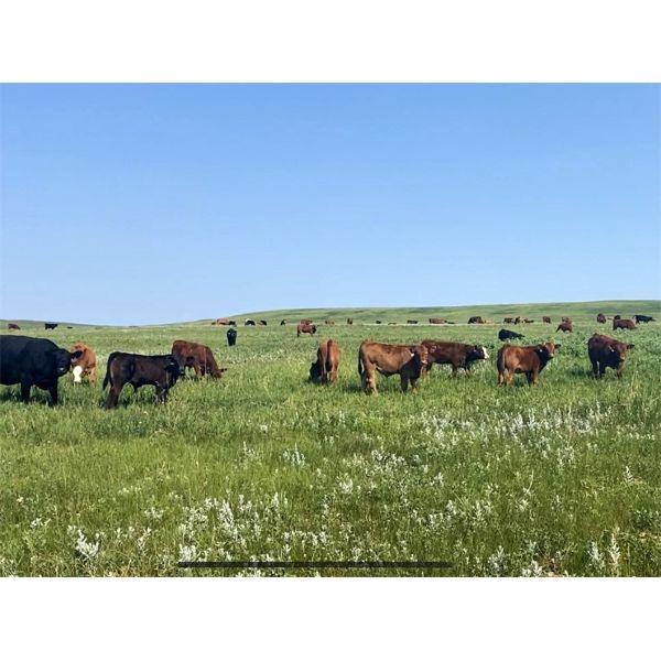 Bar 15 Ranch Ltd. - 540# Heifer Calves - 90 Head (Claresholm, AB)