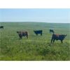 Image 3 : Bar 15 Ranch Ltd. - 540# Heifer Calves - 90 Head (Claresholm, AB)