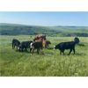 Image 6 : Bar 15 Ranch Ltd. - 540# Heifer Calves - 90 Head (Claresholm, AB)