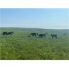 Image 7 : Bar 15 Ranch Ltd. - 540# Heifer Calves - 90 Head (Claresholm, AB)