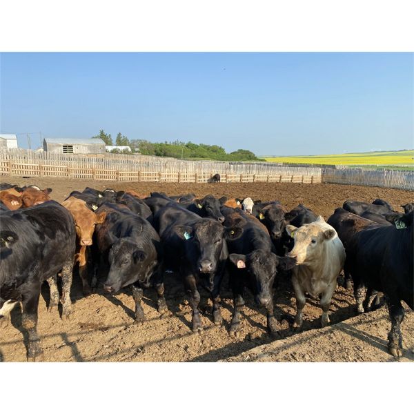 Alloa Lane Farms - 1040# Steers - 120 Steers (Torrington, AB)