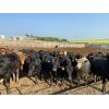 Image 1 : Alloa Lane Farms - 1040# Steers - 120 Steers (Torrington, AB)