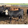Image 2 : Alloa Lane Farms - 1040# Steers - 120 Steers (Torrington, AB)