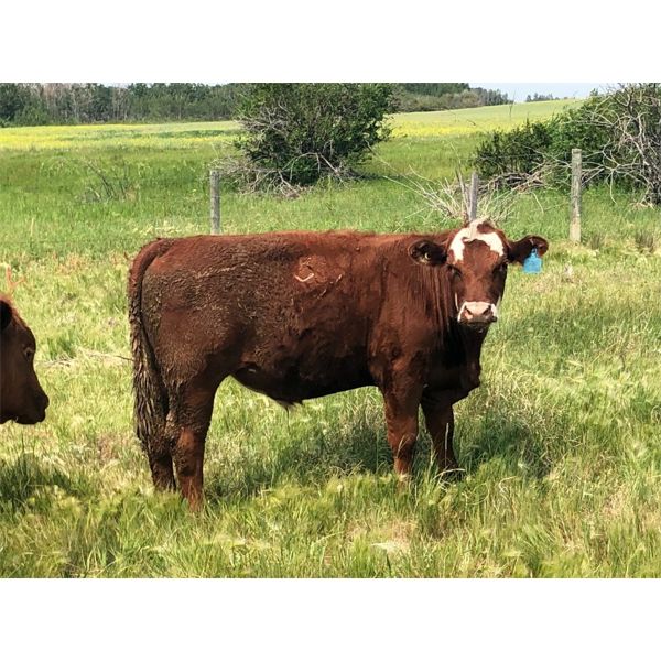 Wolverine Cattle Co. - 800# Steers - 180 Head (Geurnsey, SK)