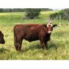 Image 1 : Wolverine Cattle Co. - 800# Steers - 180 Head (Geurnsey, SK)
