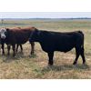 Image 4 : Wolverine Cattle Co. - 800# Steers - 180 Head (Geurnsey, SK)