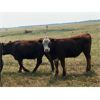 Image 5 : Wolverine Cattle Co. - 800# Steers - 180 Head (Geurnsey, SK)