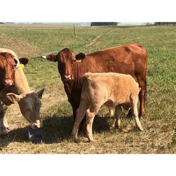 Robert Anderson - 48 Cow/Calf Pairs (Perdue, SK)