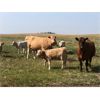 Image 3 : Robert Anderson - 48 Cow/Calf Pairs (Perdue, SK)